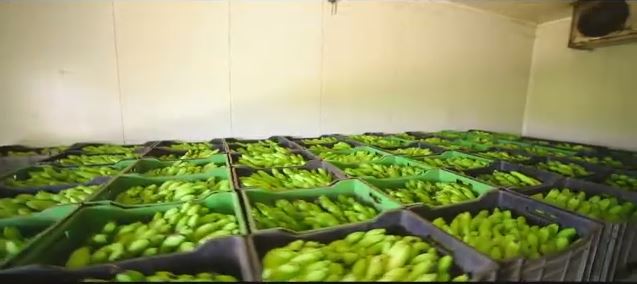 Cold room storage at the Vilva Fruits facility in Coimbatore